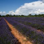 Lavanda