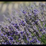 Lavanda (1)