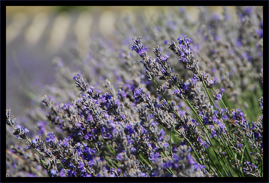 Lavanda (1)