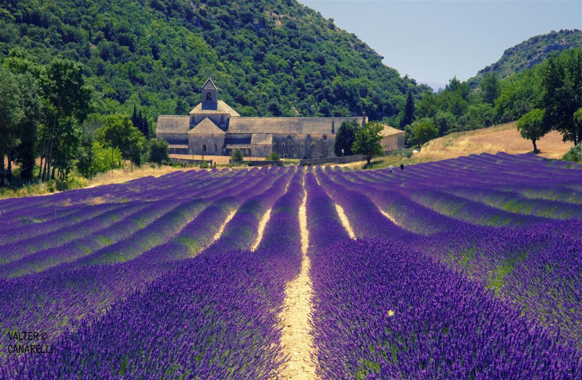 Lavanda