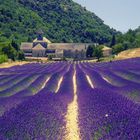 Lavanda