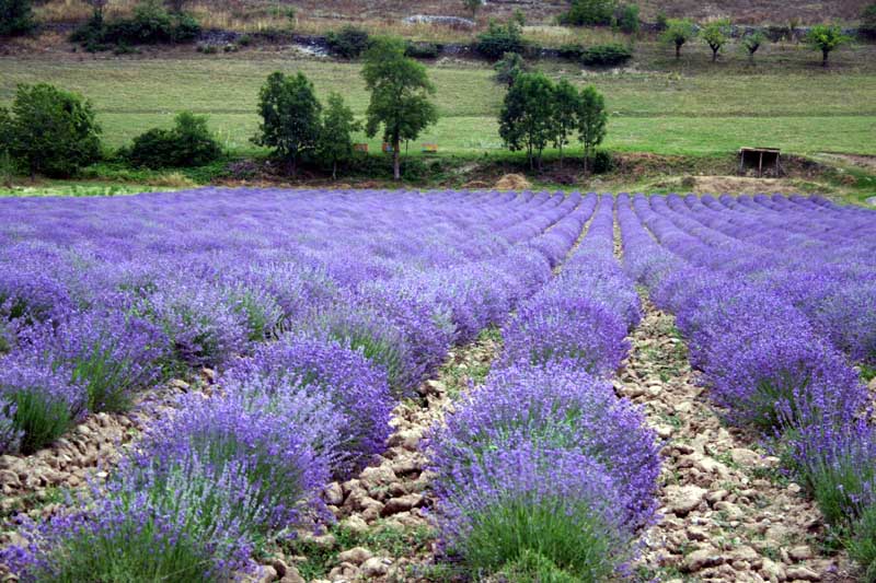 lavanda