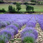 lavanda