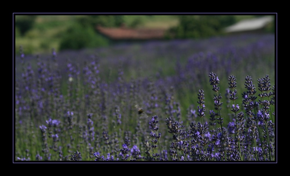 Lavanda 2