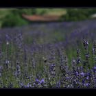 Lavanda 2