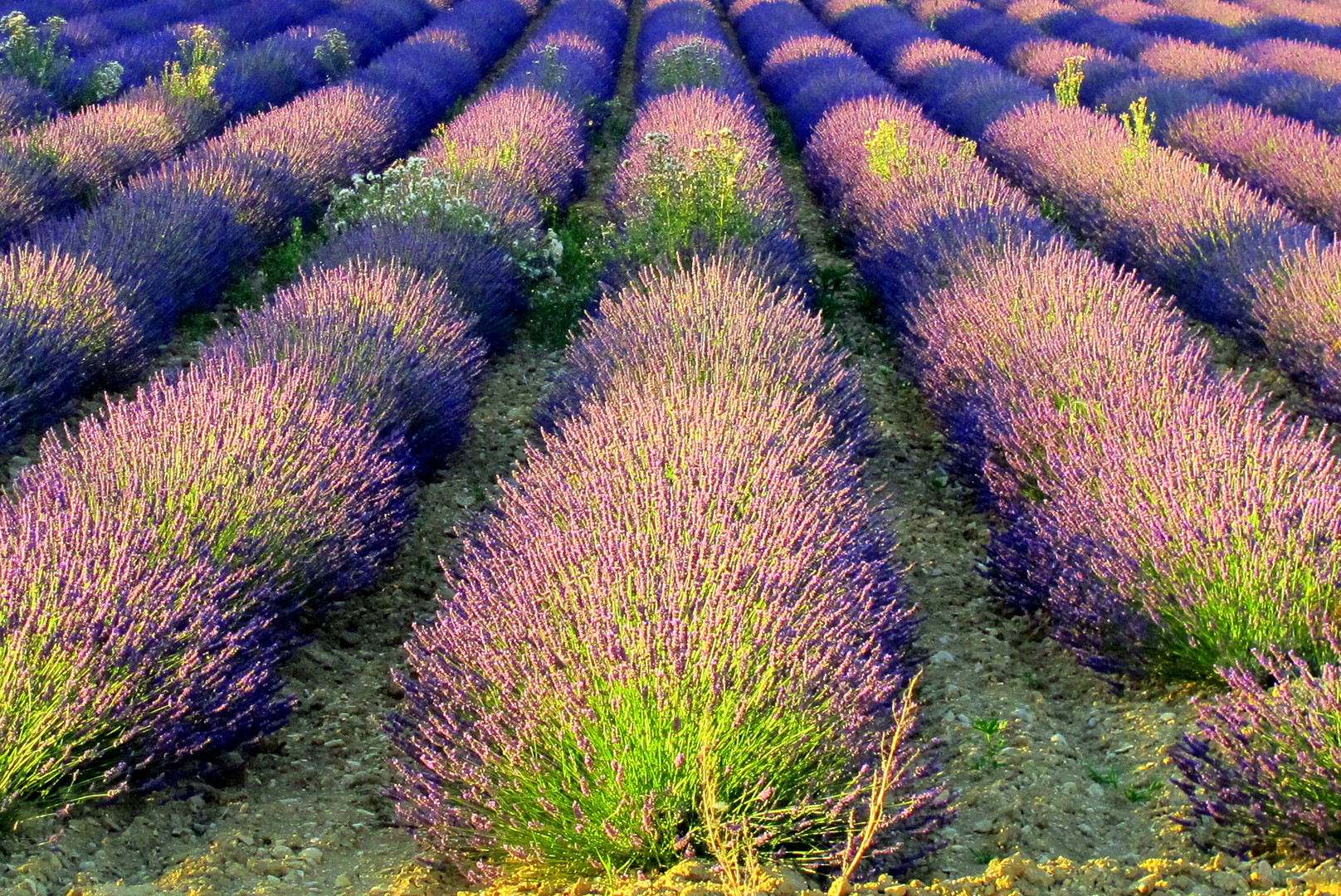 Lavanda 2