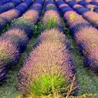 Lavanda 2