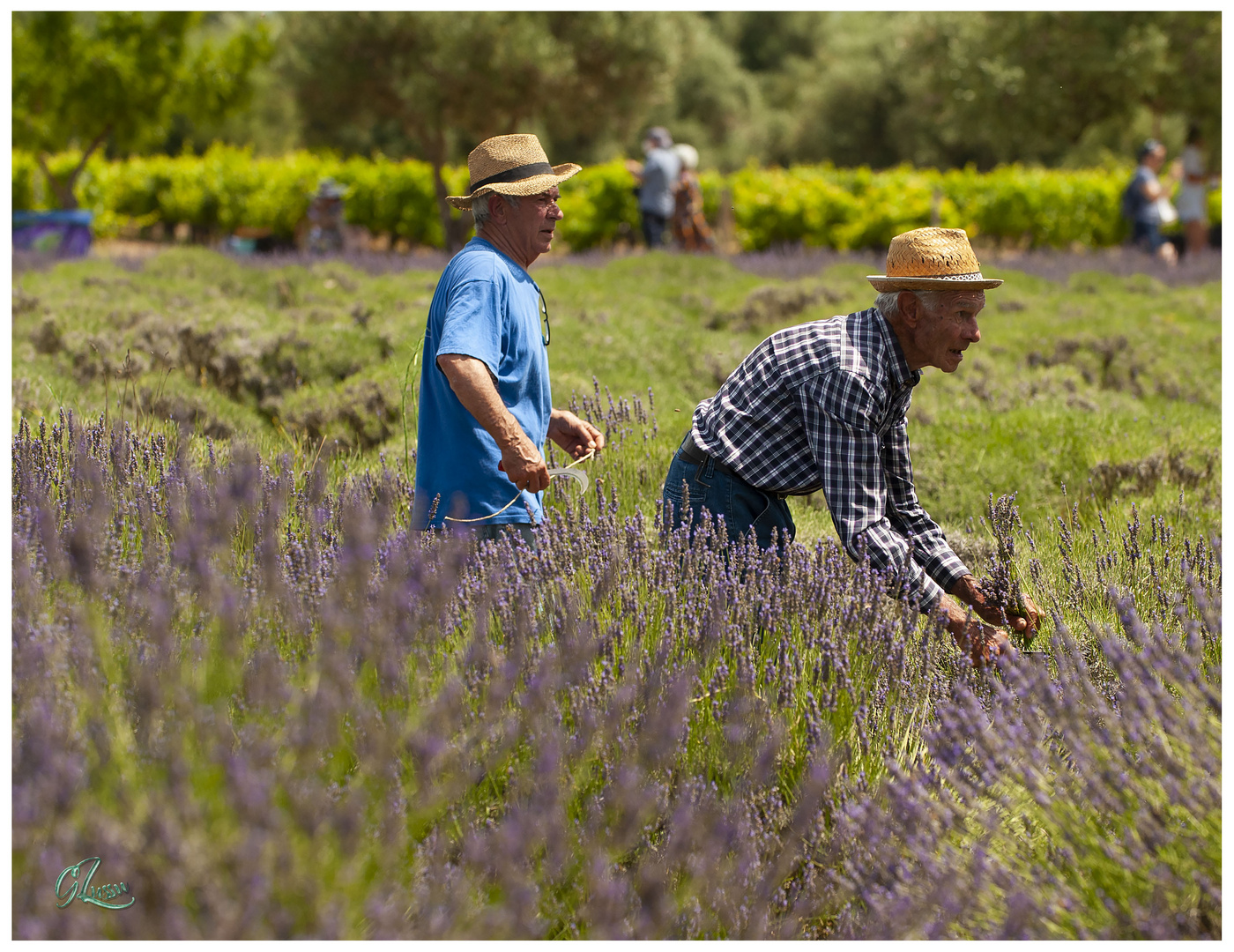 lavanda 2