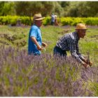 lavanda 2