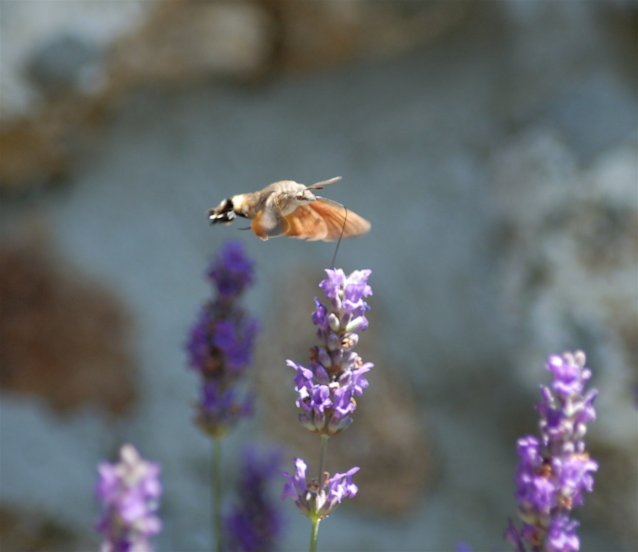 .....lavanda 2.....