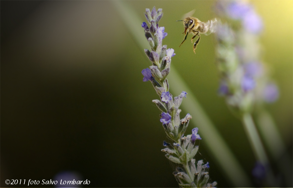 Lavanda