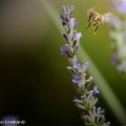 Lavanda