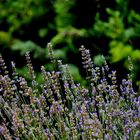 Lavanda