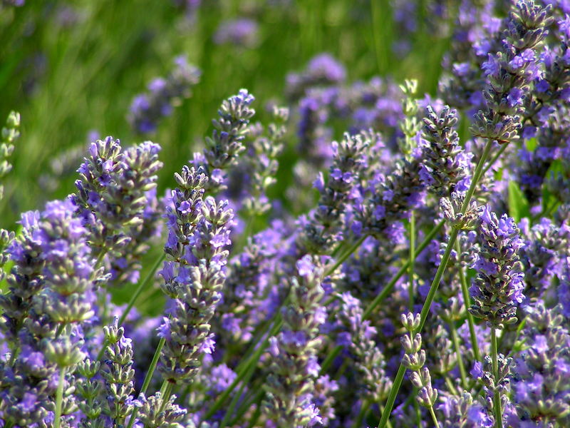 Lavanda