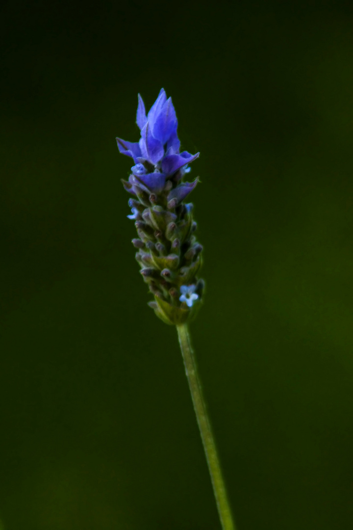 lavanda