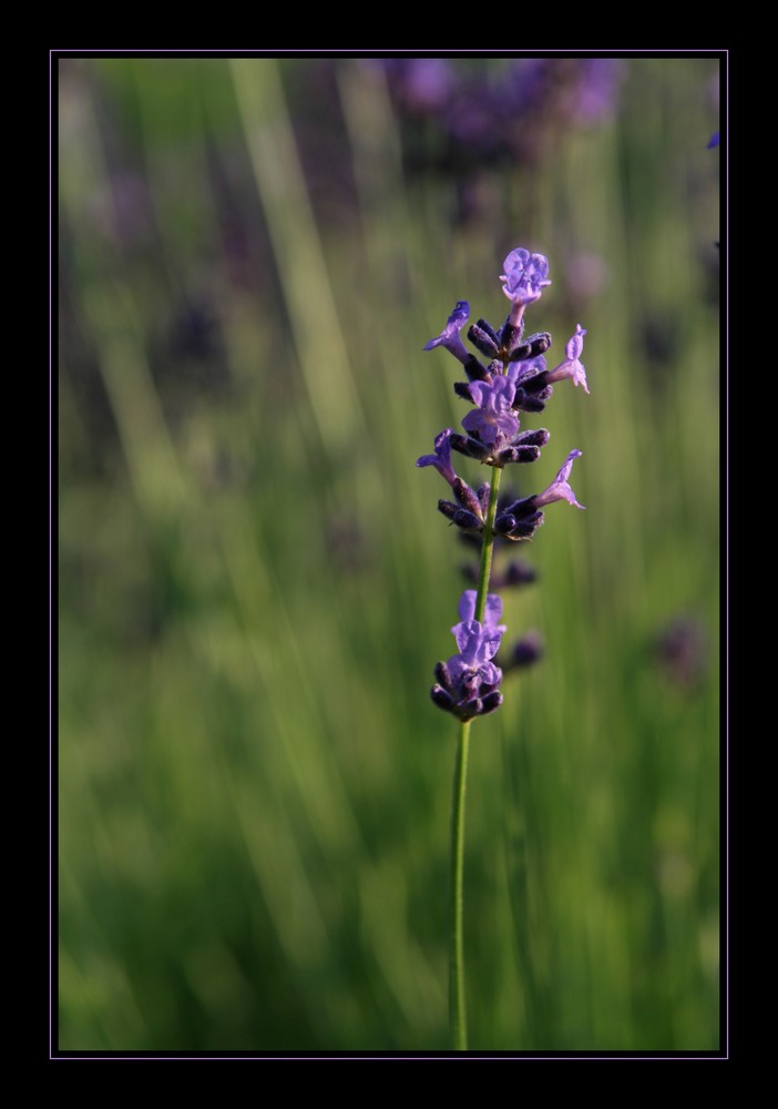 Lavanda