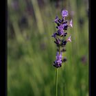 Lavanda