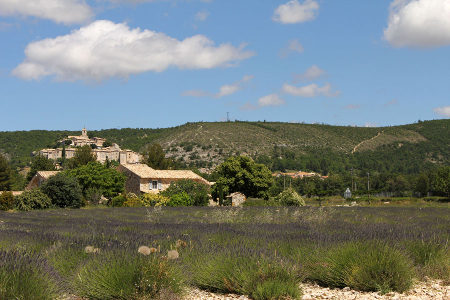 lavanda