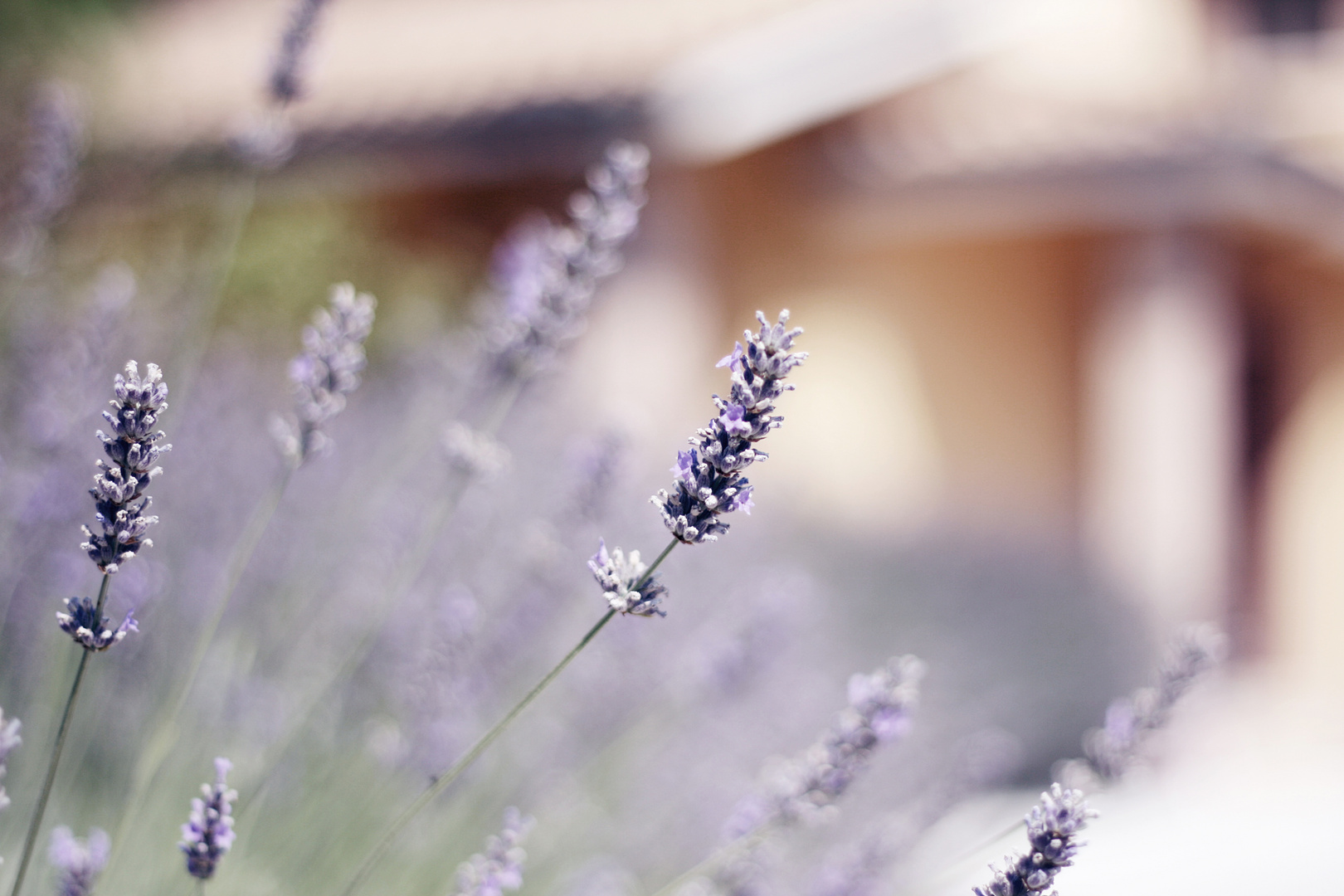 Lavanda.