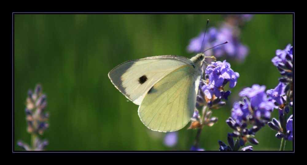 Lavanda 4