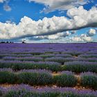 < lavanda