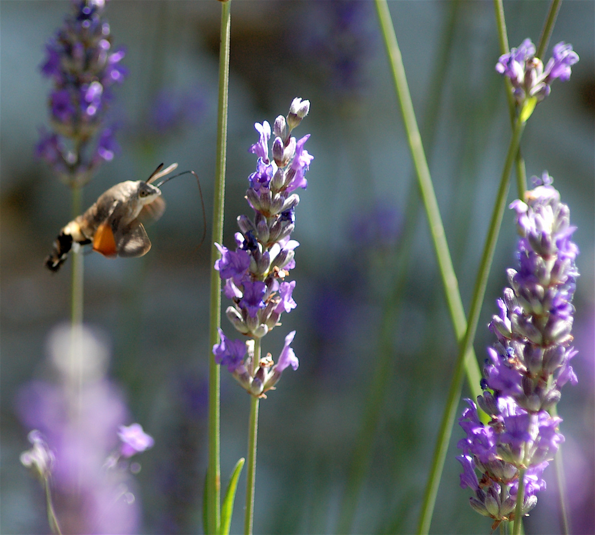 lavanda