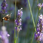 lavanda