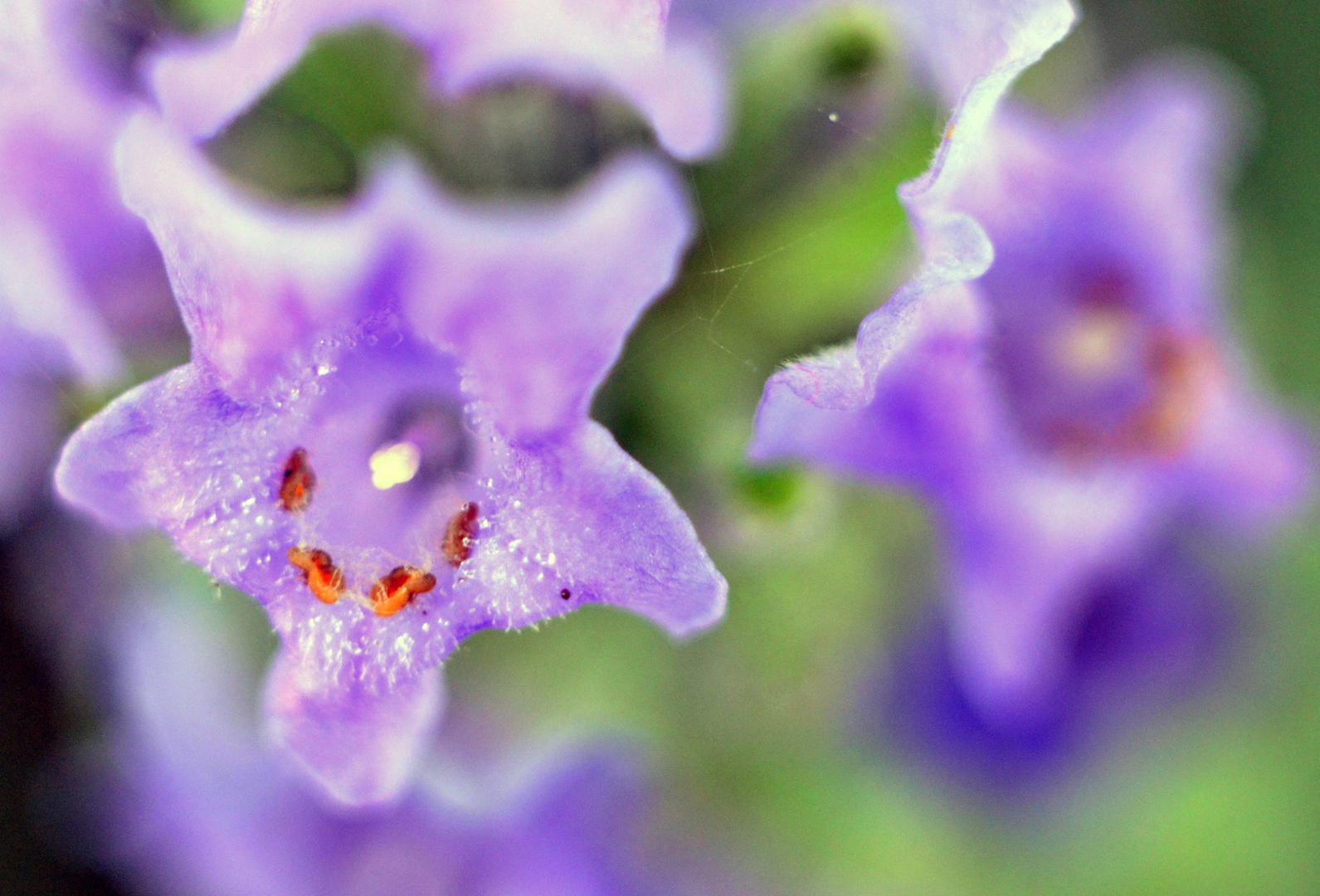 lavanda