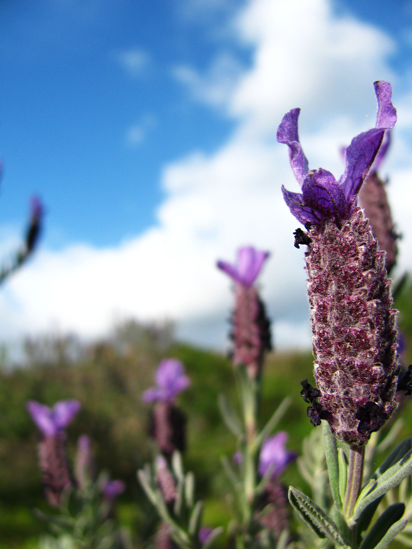 Lavanda