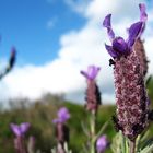 Lavanda