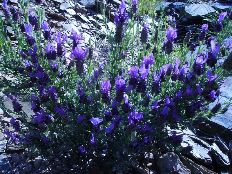 lavanda