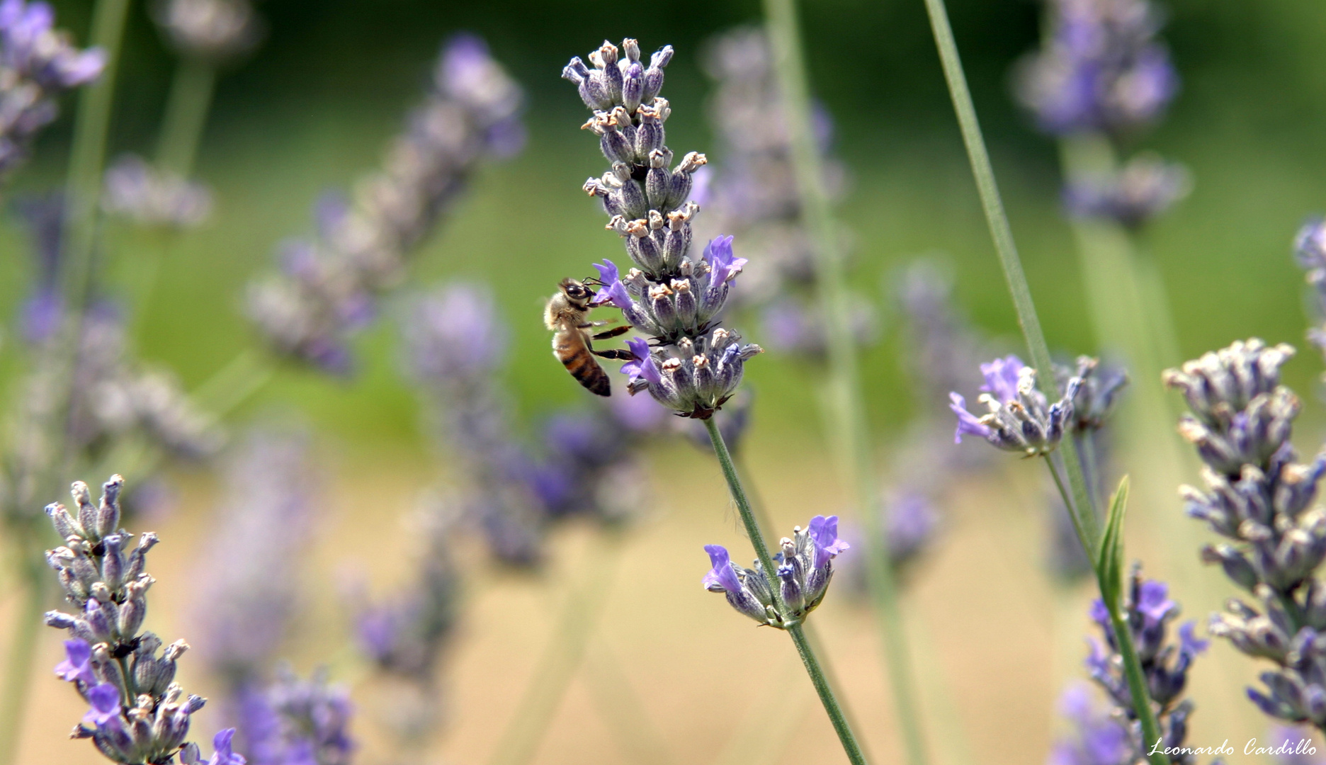 Lavanda