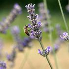 Lavanda