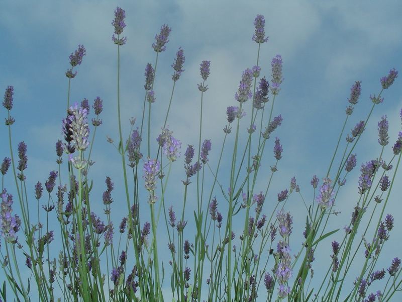 lavanda