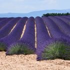 lavanda...