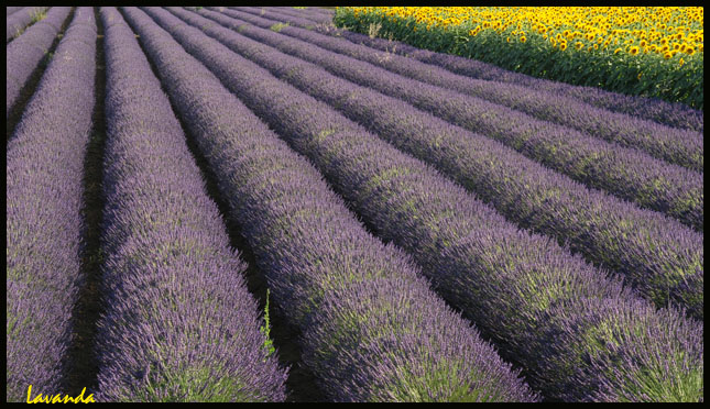 Lavanda