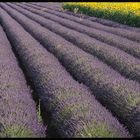 Lavanda