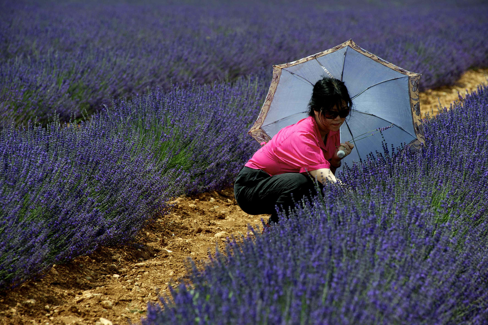 Lavanda