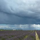 lavanda