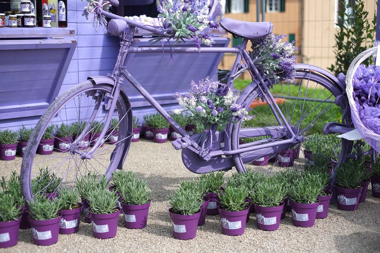 lavanda a verdemura