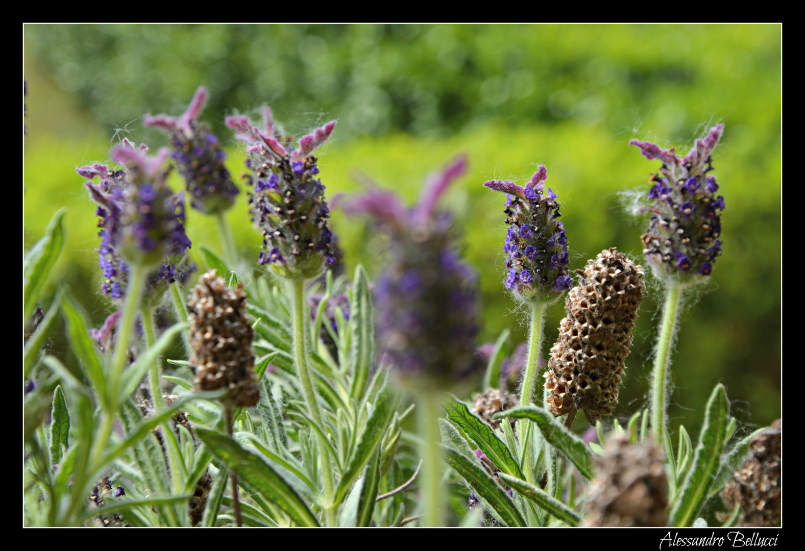 Lavanda