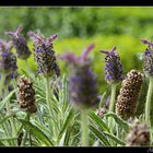 Lavanda