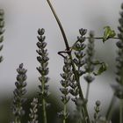 lavanda