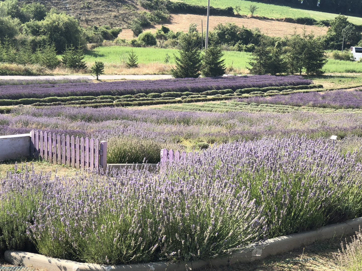 lavanda 