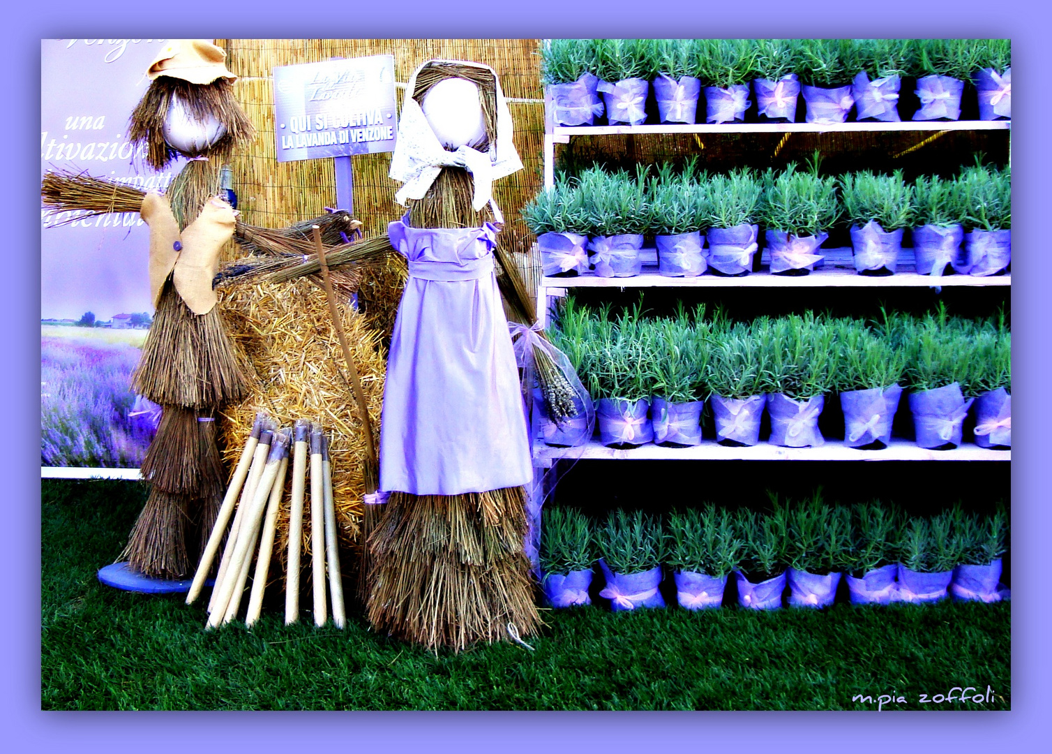 LAVANDA