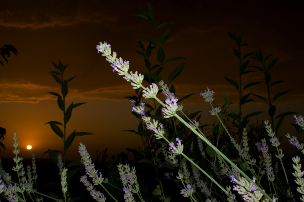 lavanda al tramonto