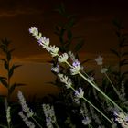 lavanda al tramonto