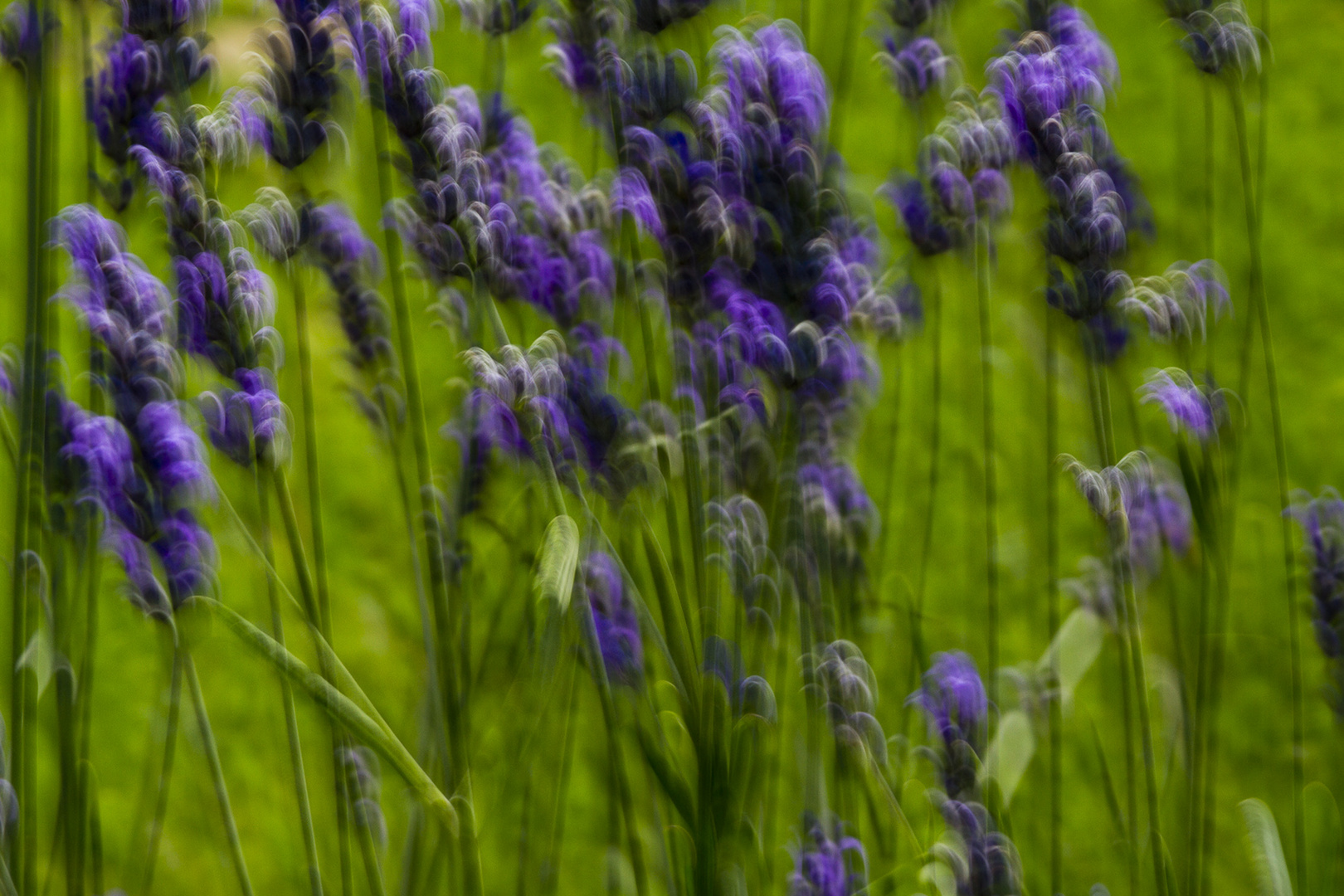 LAVANDA AL VENTO