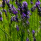 LAVANDA AL VENTO