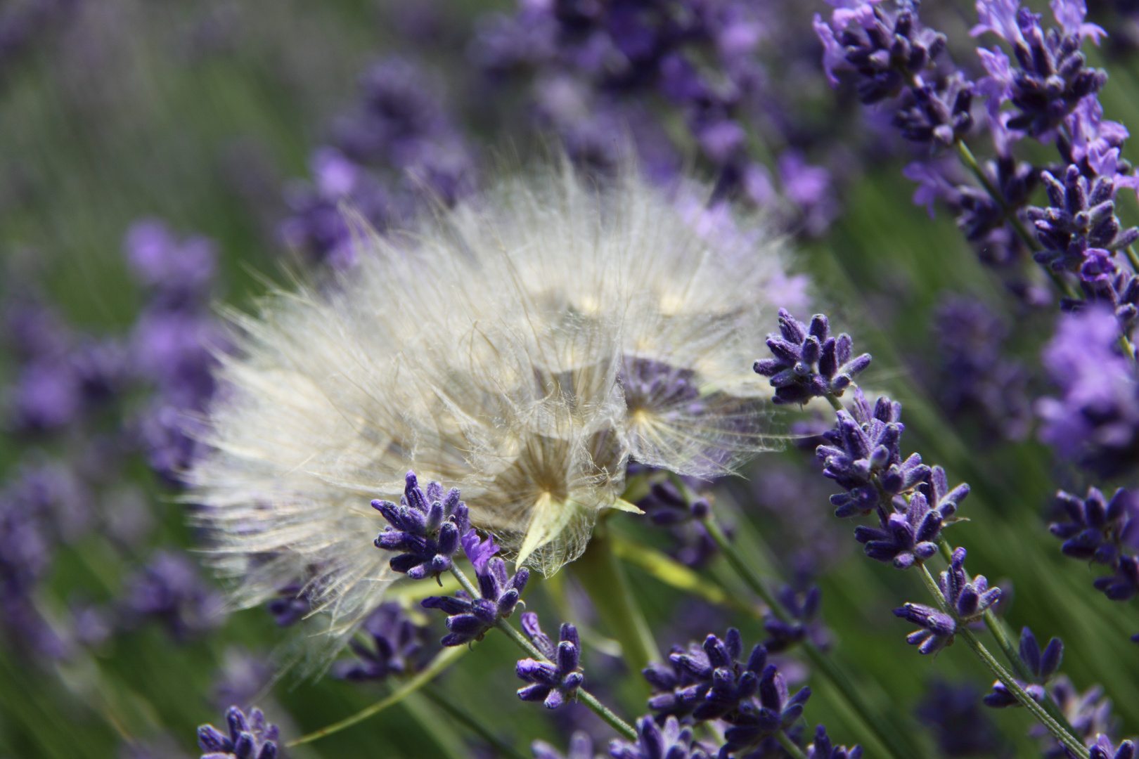 Lavanda and co